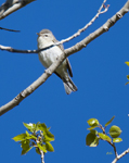 Warbling Vireo western